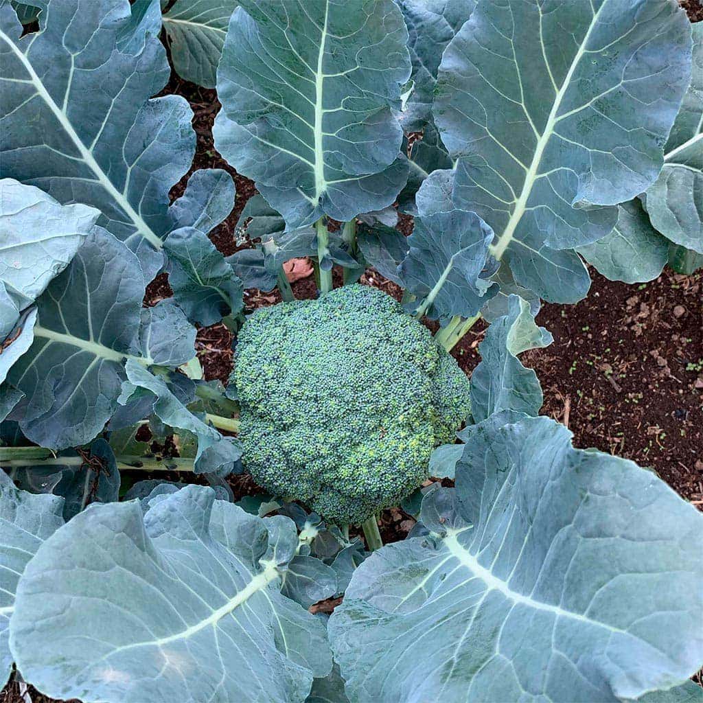 Brocoli