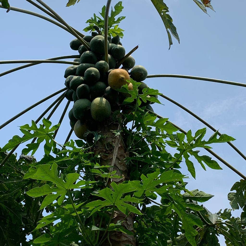 Papaya