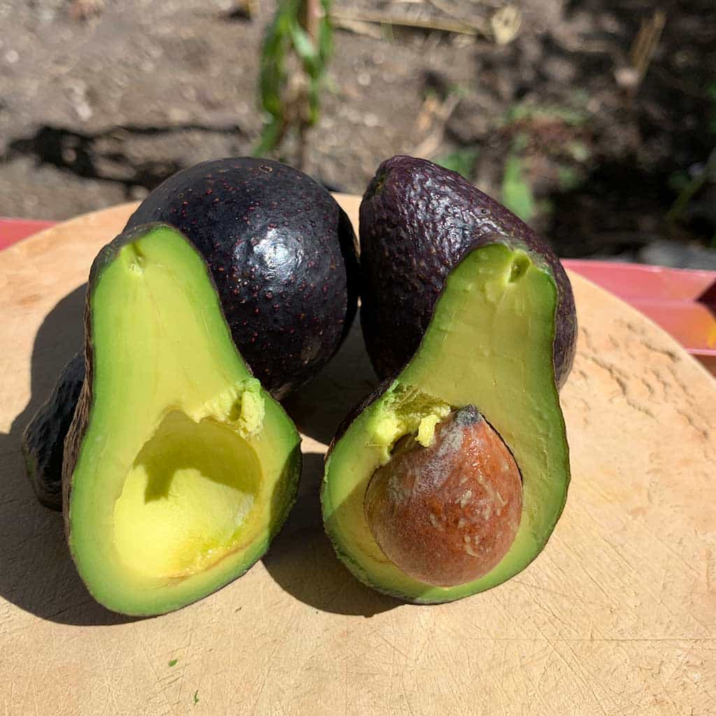 Aguacate Charolero