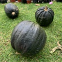 Calabaza de castilla para dulce