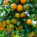 Mandarina Naranja