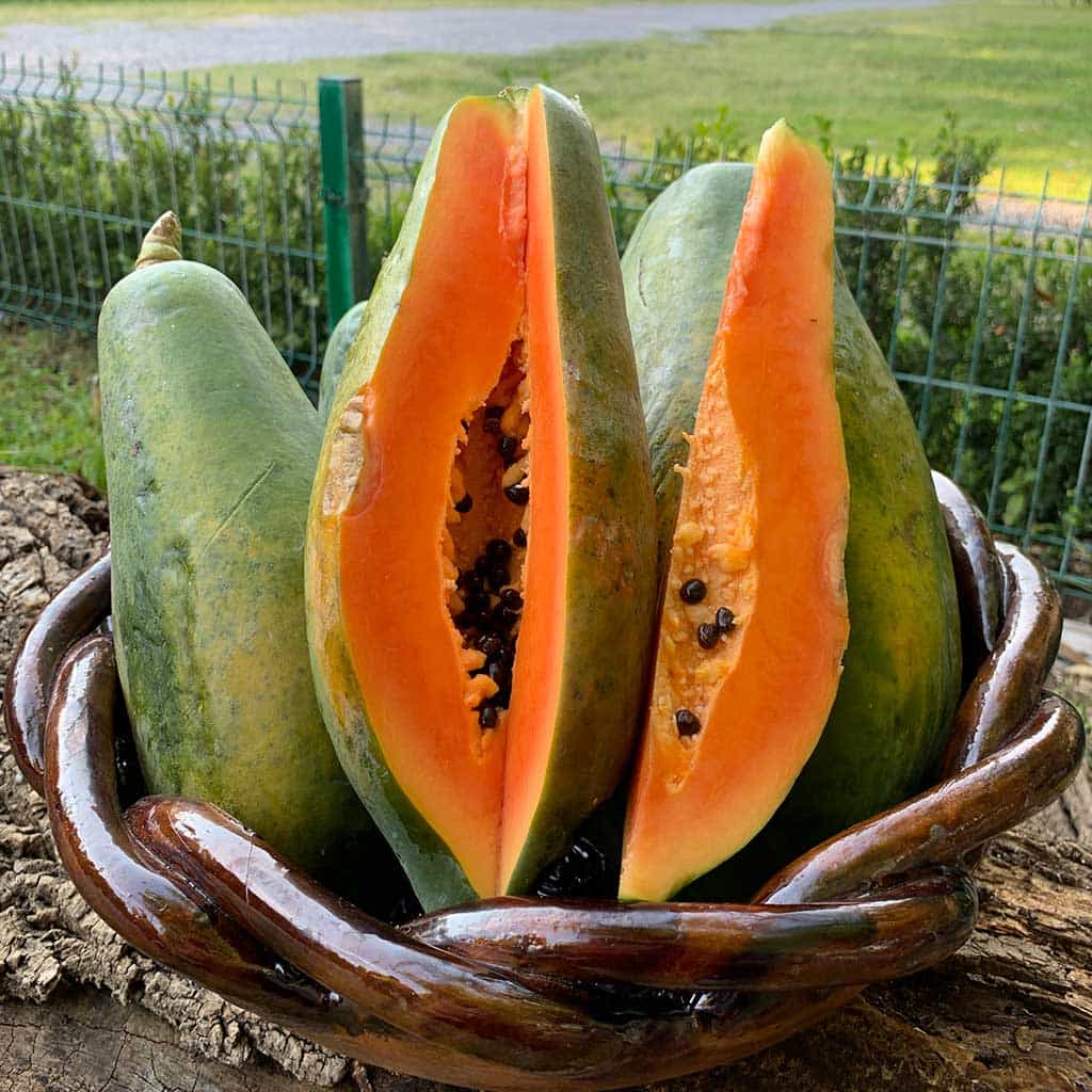 Papaya