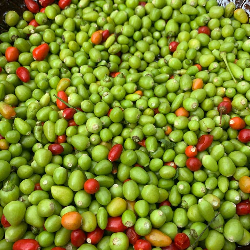 Chile pico de pájaro bola (50gr) Muy picoso