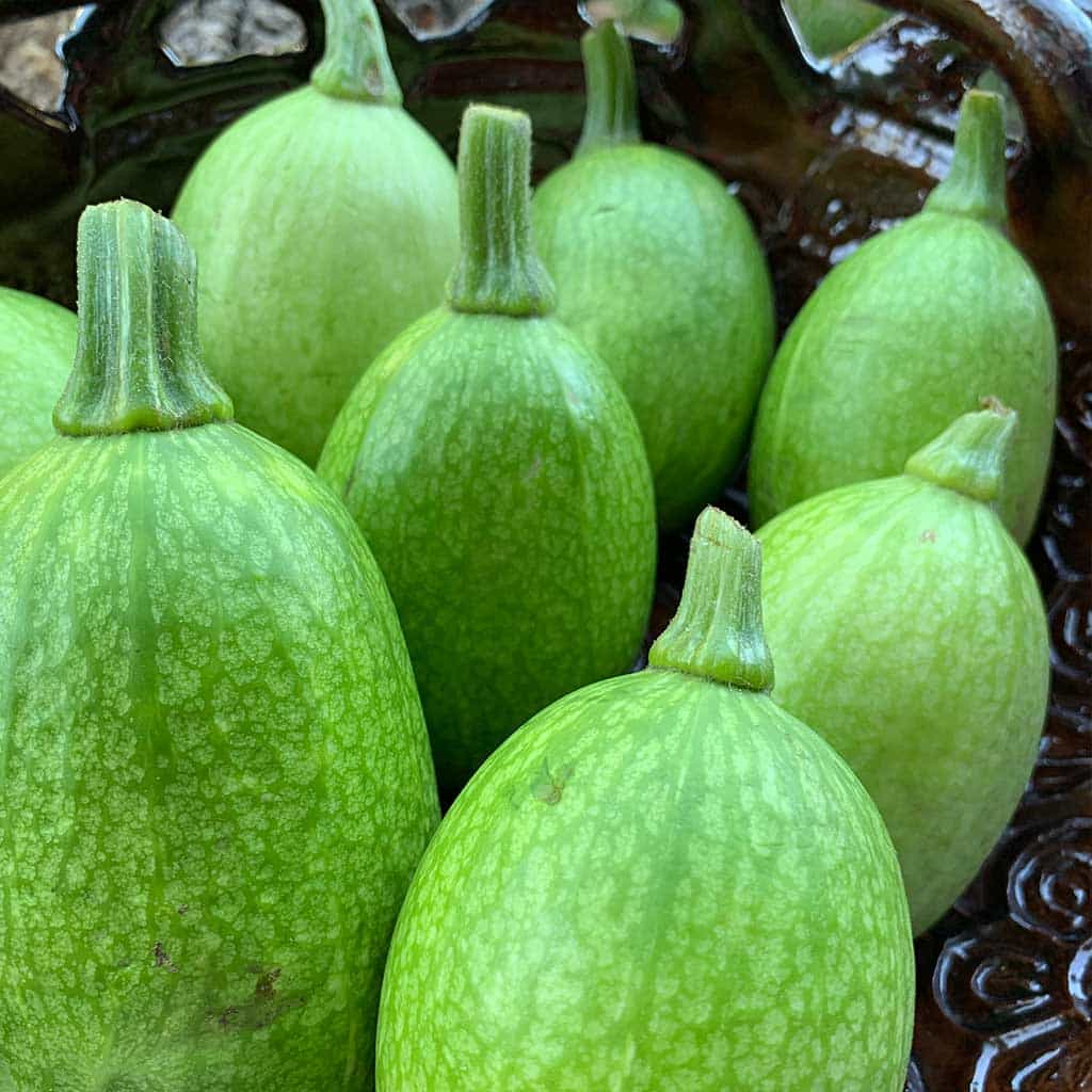 Calabaza Chilacayote (Aprox 1 kilo)