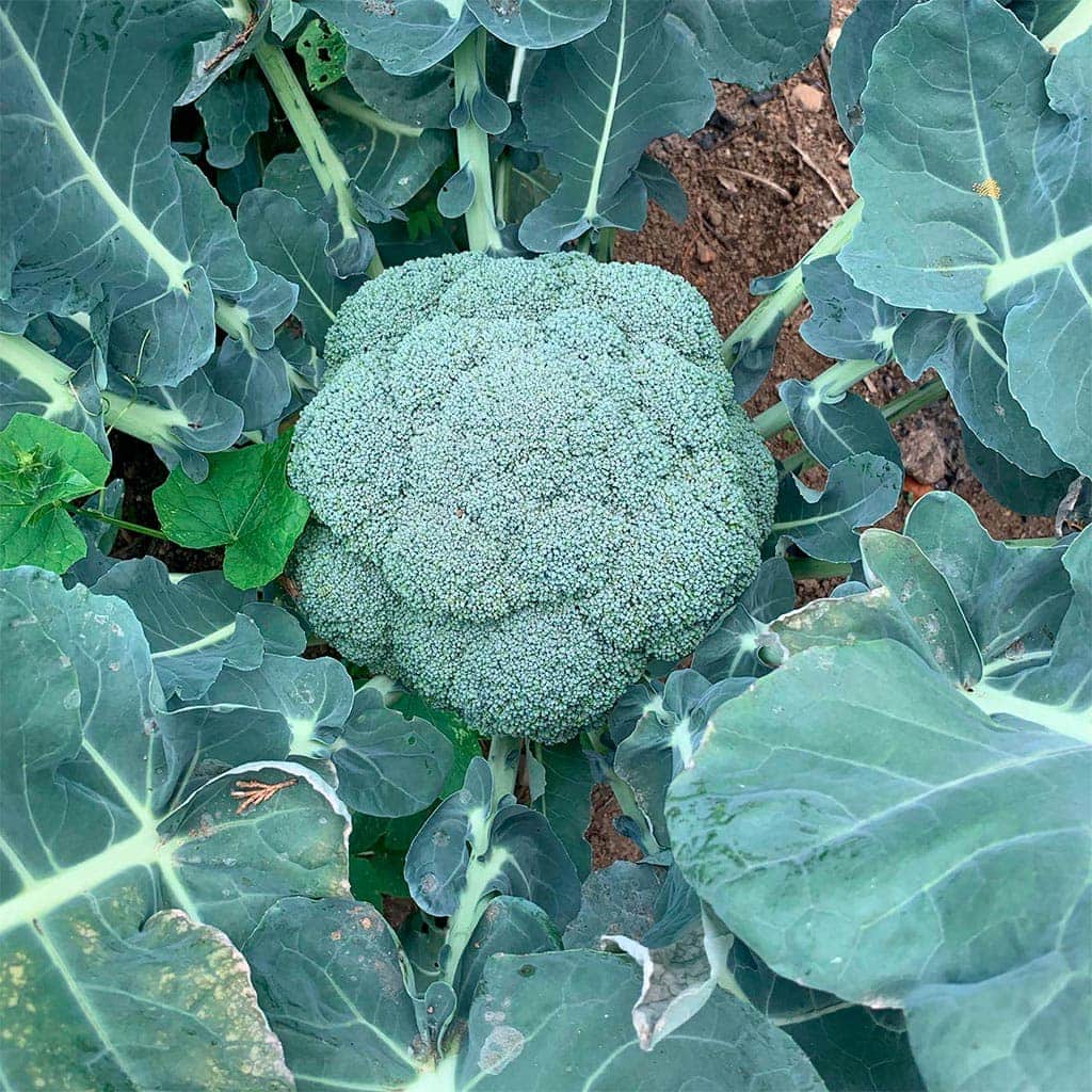 Brocoli