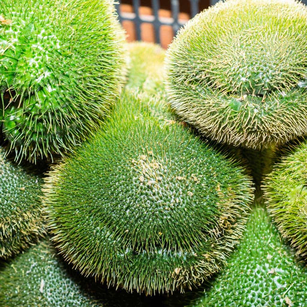 Chayote Espinudo