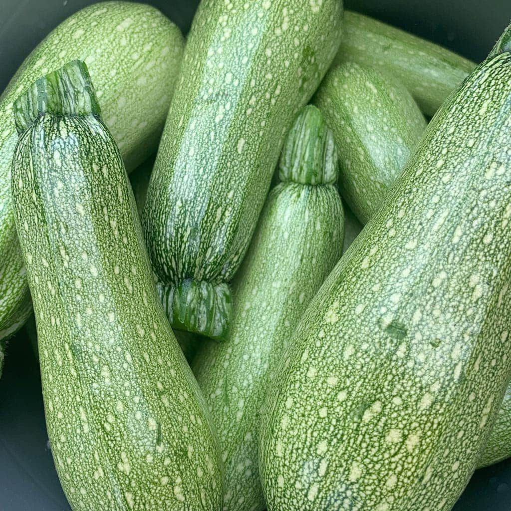 Calabacita italiana | Mejor Organico